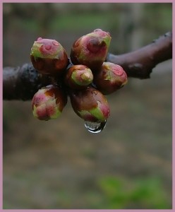 cseresznye rügyek - Dr Ganga Kvantum Natúr Kozmetikum