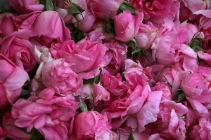 damaszkuszi rózsa - Dr Ganga Kvantum Natúr Kozmetikum